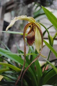 Phragmipedium humboldtii var. humboldtii