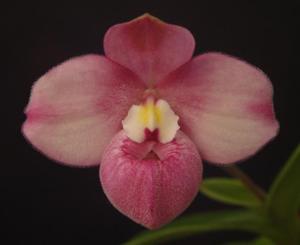 Phragmipedium fischeri