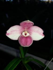 Phragmipedium fischeri