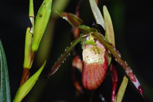 Phragmipedium hirtzii