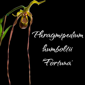 Phragmipedium humboldtii