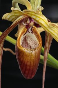 Phragmipedium humboldtii