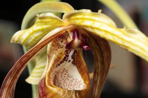 Phragmipedium humboldtii