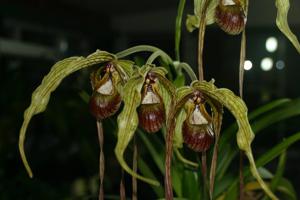 Phragmipedium humboldtii