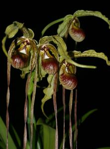 Phragmipedium humboldtii