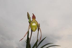 Phragmipedium klotzschianum