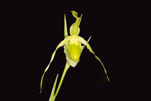 Phragmipedium longifolium