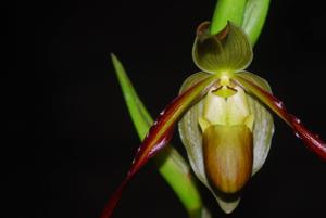 Phragmipedium longifolium