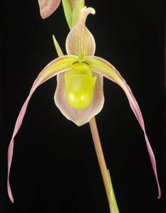 Phragmipedium longifolium