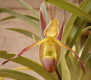 Phragmipedium longifolium