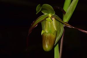 Phragmipedium longifolium