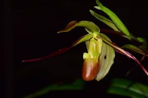 Phragmipedium longifolium