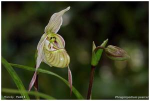 Phragmipedium pearcei