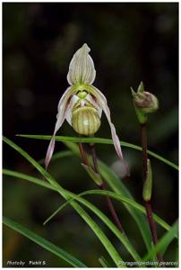 Phragmipedium pearcei