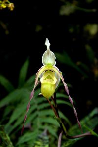 Phragmipedium pearcei