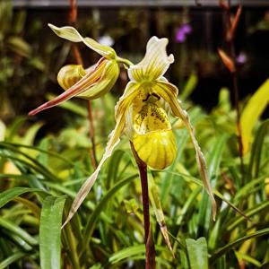 Phragmipedium pearcei