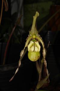 Phragmipedium richteri