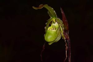 Phragmipedium richteri