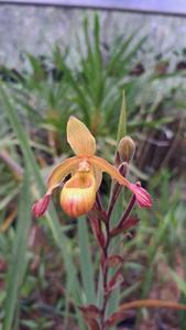 Phragmipedium sargentianum