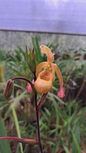 Phragmipedium sargentianum