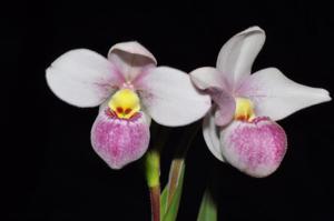 Phragmipedium schlimii