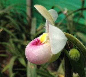 Phragmipedium schlimii