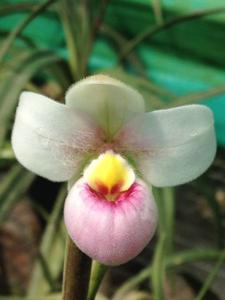 Phragmipedium schlimii