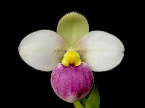 Phragmipedium schlimii