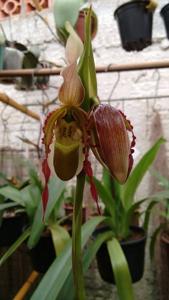 Phragmipedium vittatum