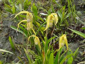 Phragmipedium warszewiczianum