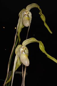 Phragmipedium warszewiczianum