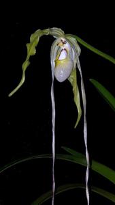 Phragmipedium warszewiczianum