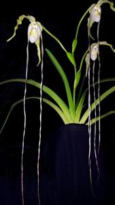 Phragmipedium warszewiczianum