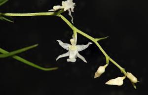 Phymatidium falcifolium