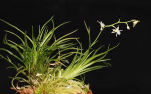 Phymatidium falcifolium