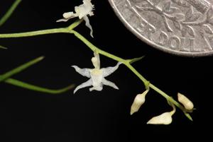 Phymatidium falcifolium