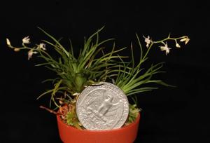 Phymatidium falcifolium