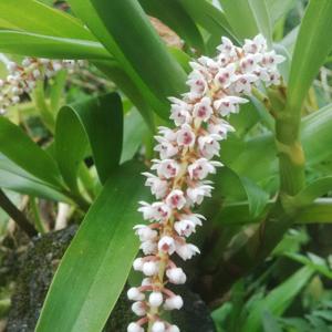 Pinalia multiflora