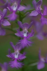 Platanthera grandiflora