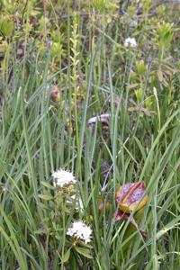 Platanthera sparsiflora