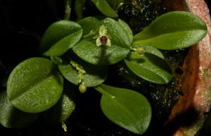 Platystele argentosa