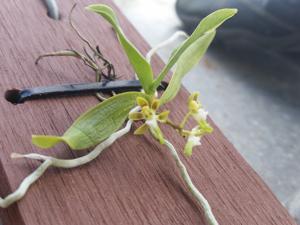 Plectorrhiza brevilabris