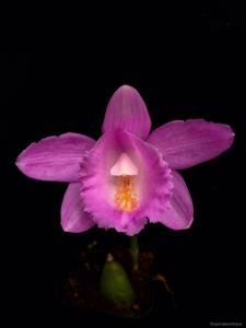 Pleione aurita