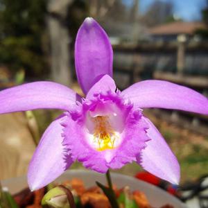 Pleione aurita