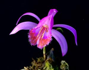 Pleione pleionoides