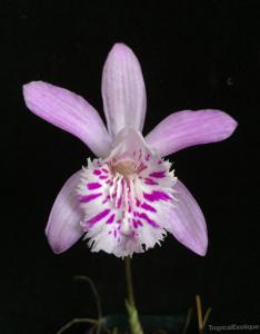 Pleione yunnanensis