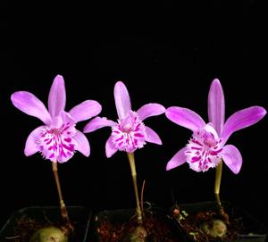 Pleione yunnanensis