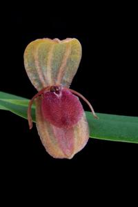 Pleurothallis bivalvis