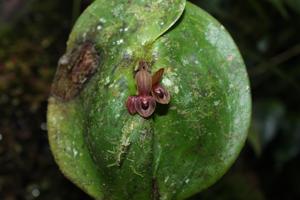 Pleurothallis cordata