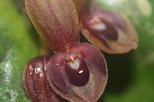 Pleurothallis cordata